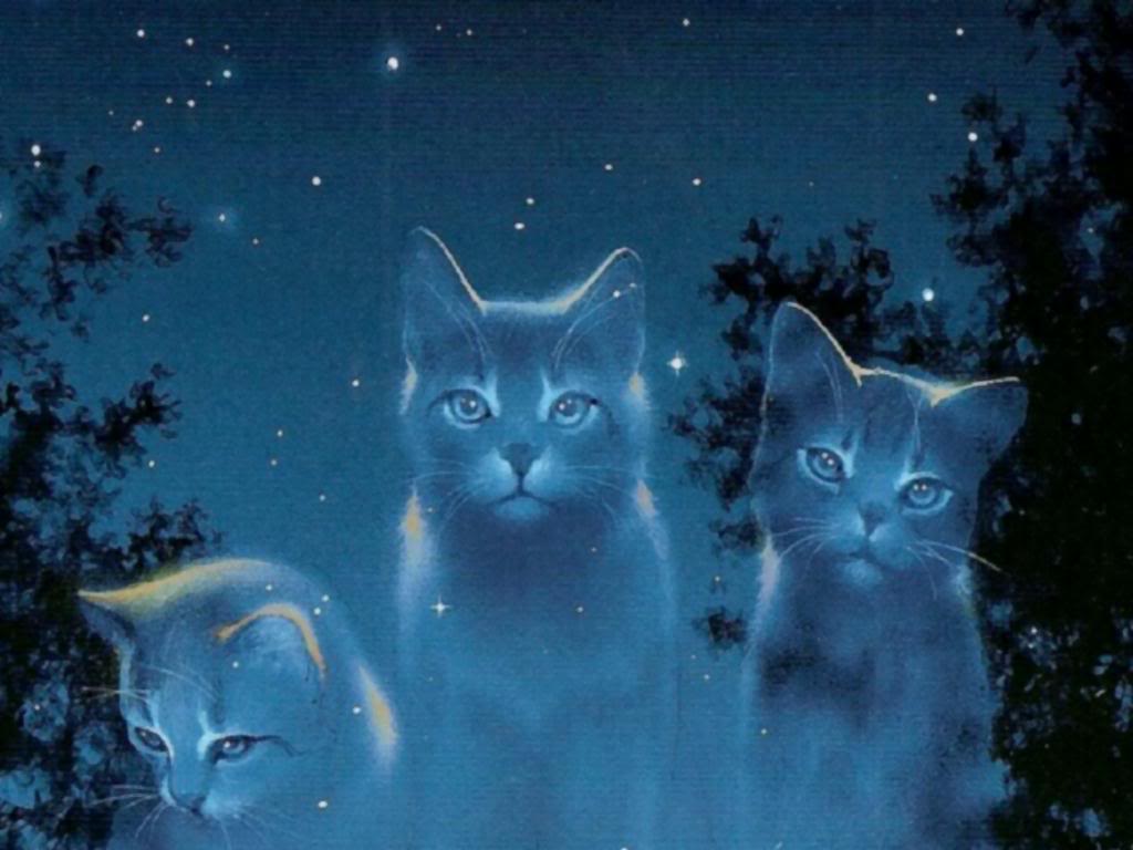 Star Cats Warriors Novel Series Wallpaper