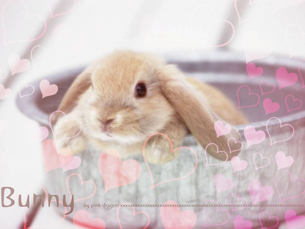 bunny with pink hearts bunny with pink hearts
