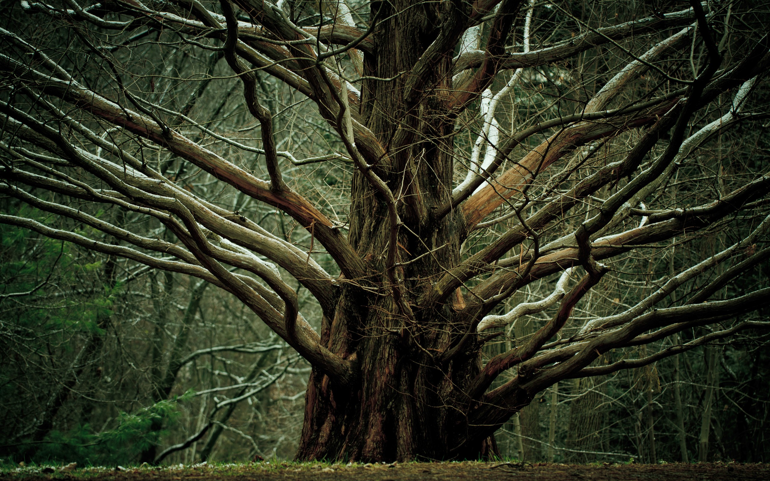 HD Wallpapers Of Trees And Branches Embracing