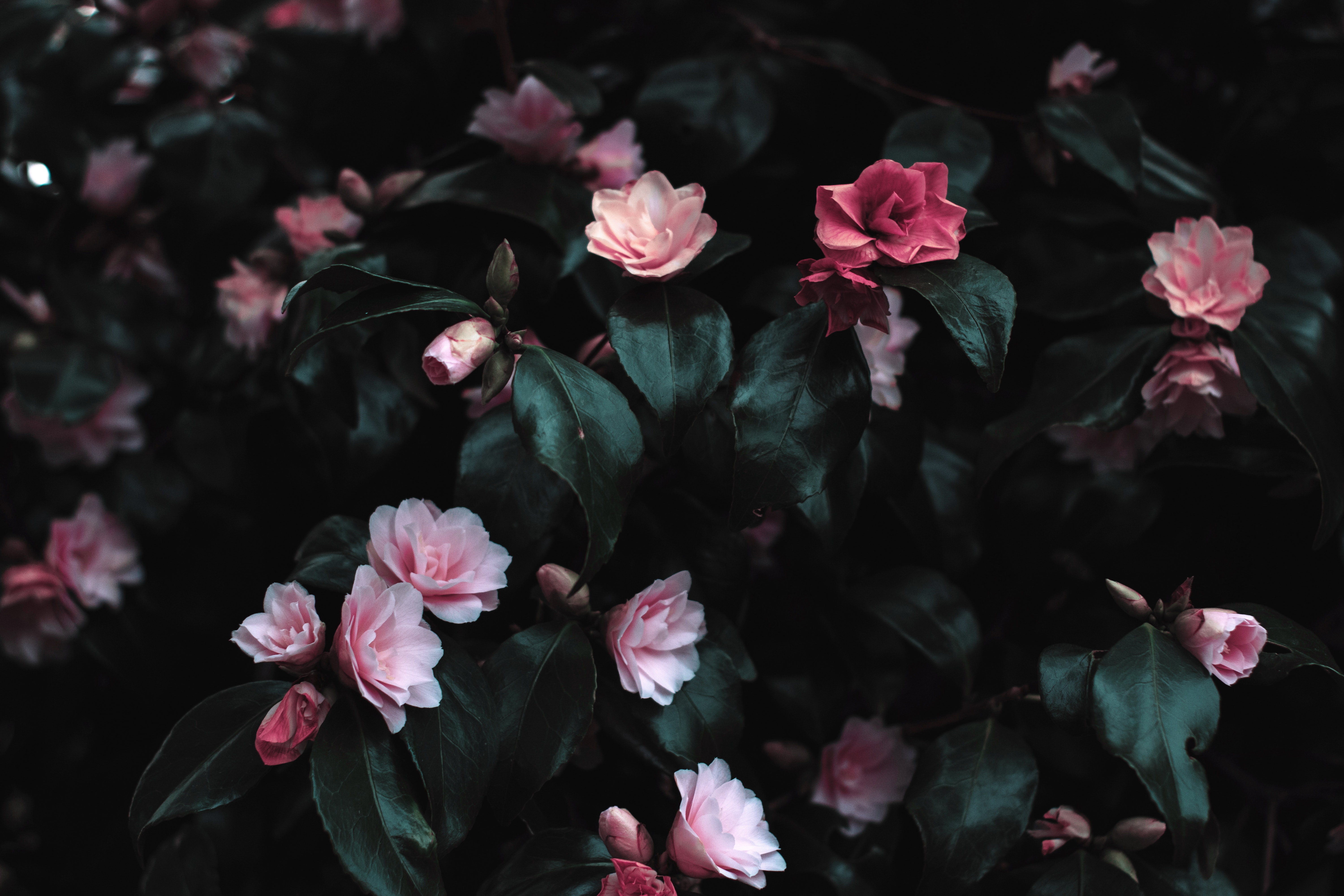Pink Flower Plant Nature 4k Ultra HD Wallpaper By Lisa