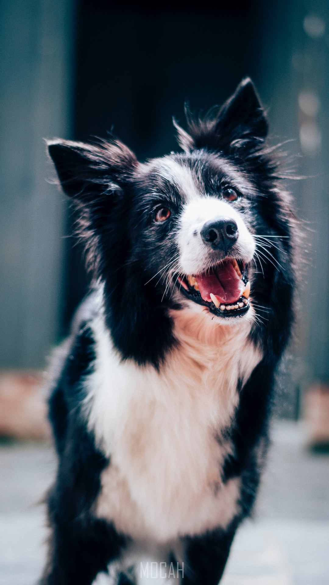 An Alert Black And White Dog Appears To Smile Widely