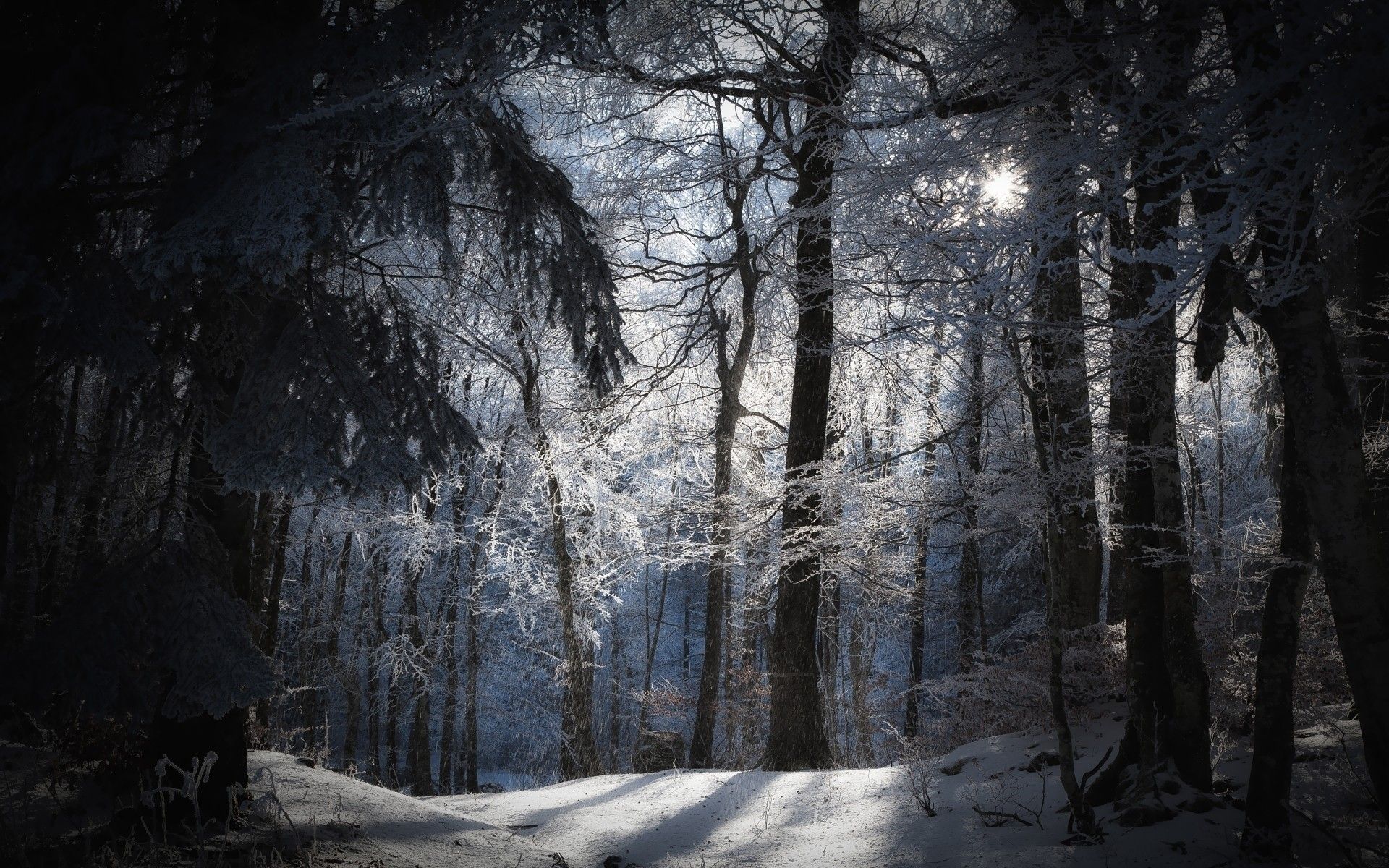 Winter Forest Phone Wallpaper