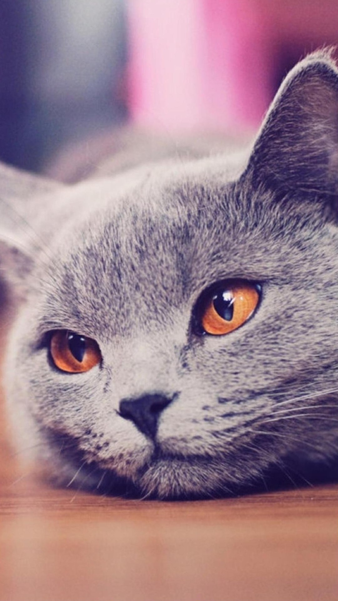 Cute Cat iPhone Wallpaper
