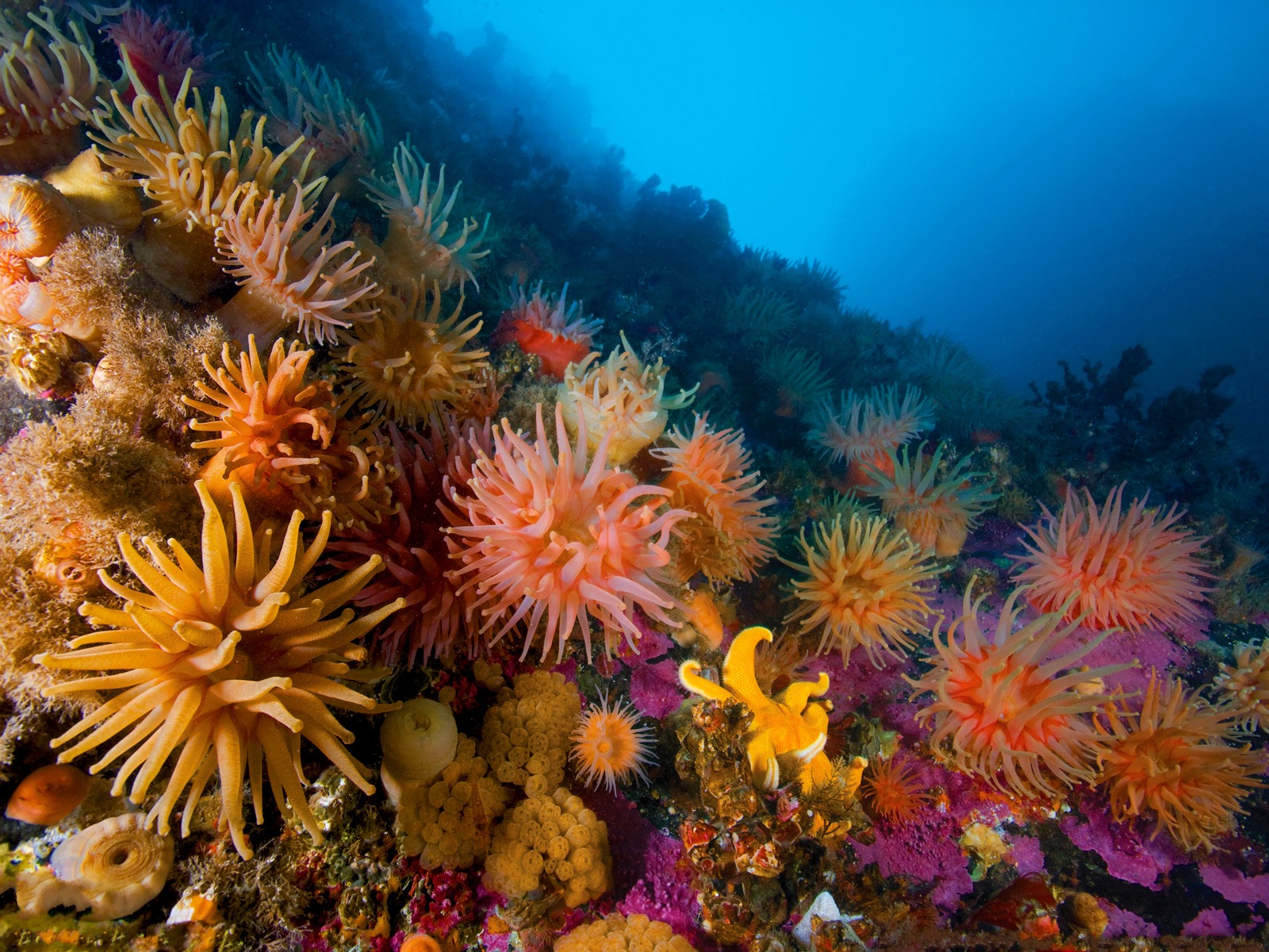Underwater Ocean Sea Anemones Reef Coral Wallpaper Background