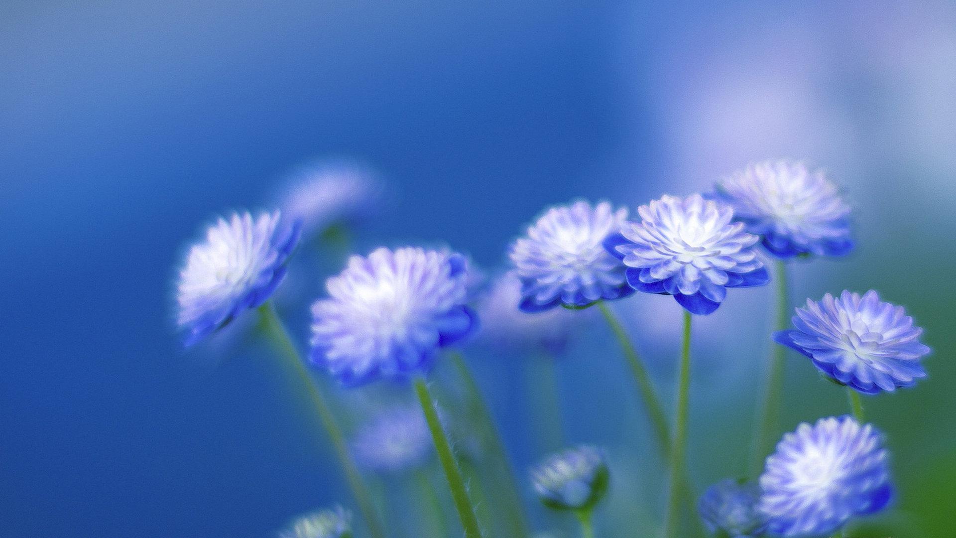 Blue Flowers Wallpaper