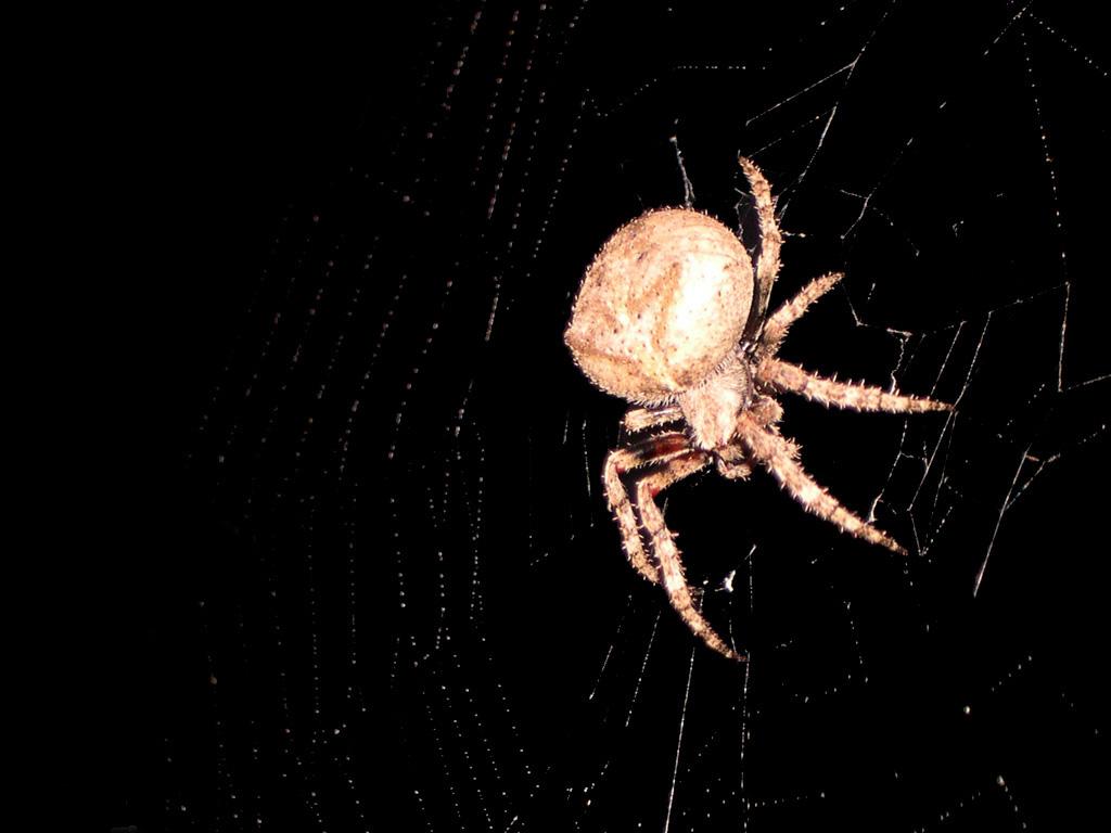 Barn Spider Wallpapers   Pets Cute and Docile