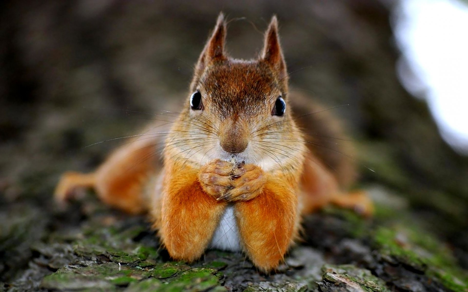 Squirrel Funny Face Wallpapers HD 1920x1200
