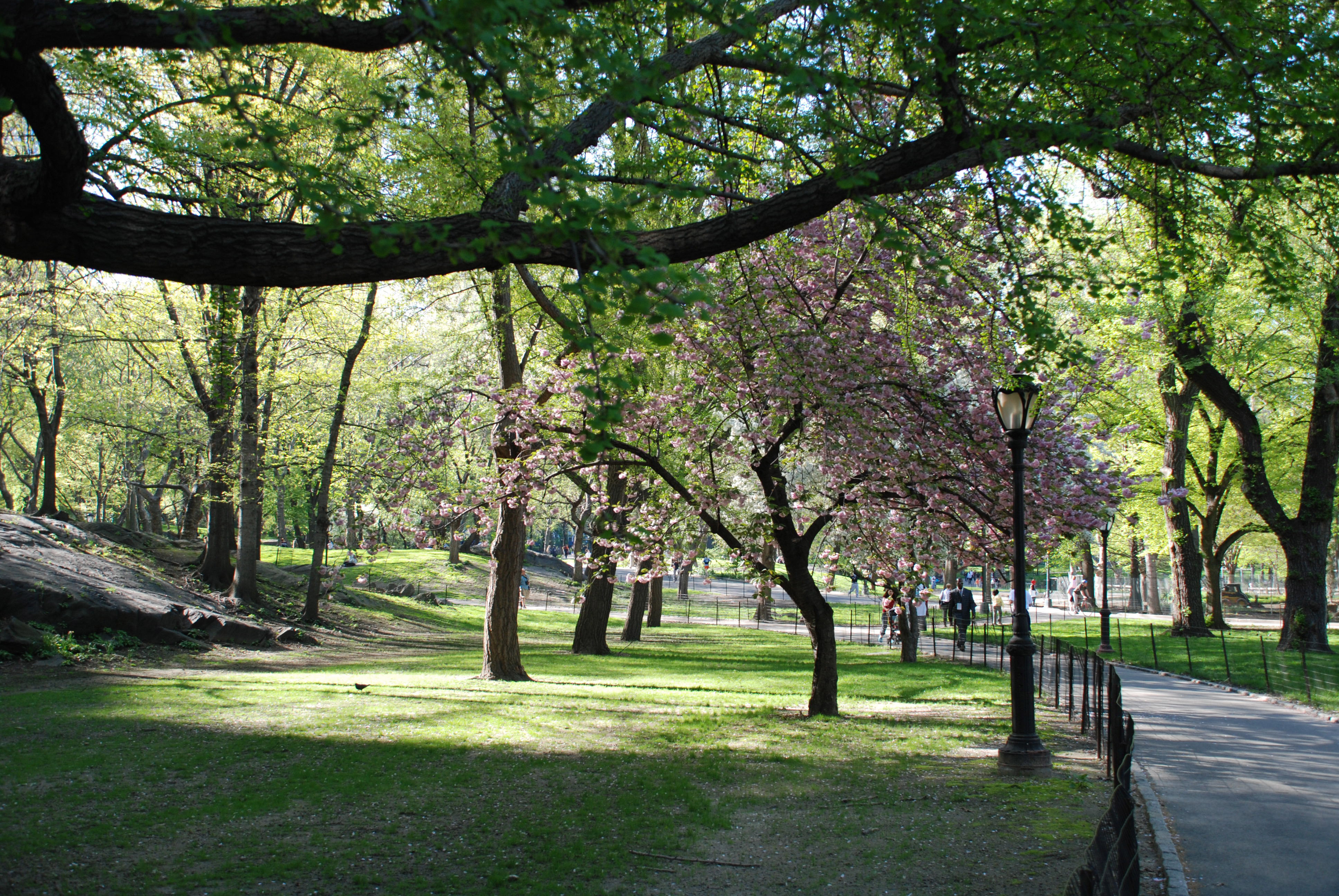 Central Park From 6th Avenue Travel Wallpaper And Stock Photo