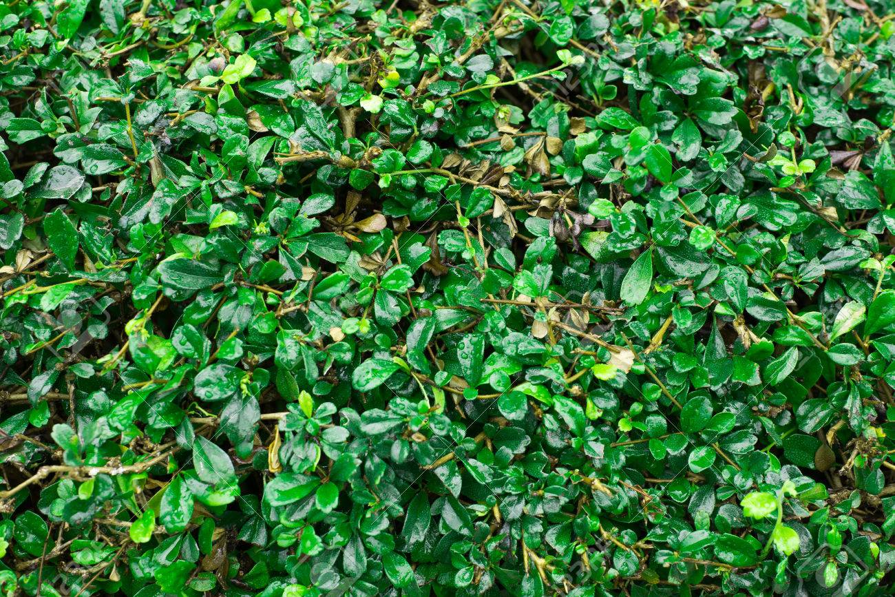 Green Leaves Bush Background Wallpaper Texture Stock Photo