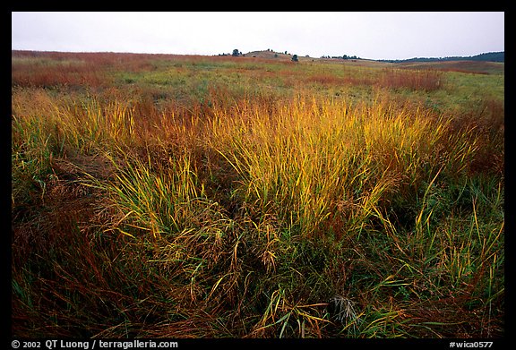 Tall grass prairie in fall Wind Cave National Park South Dakota USA 576x391