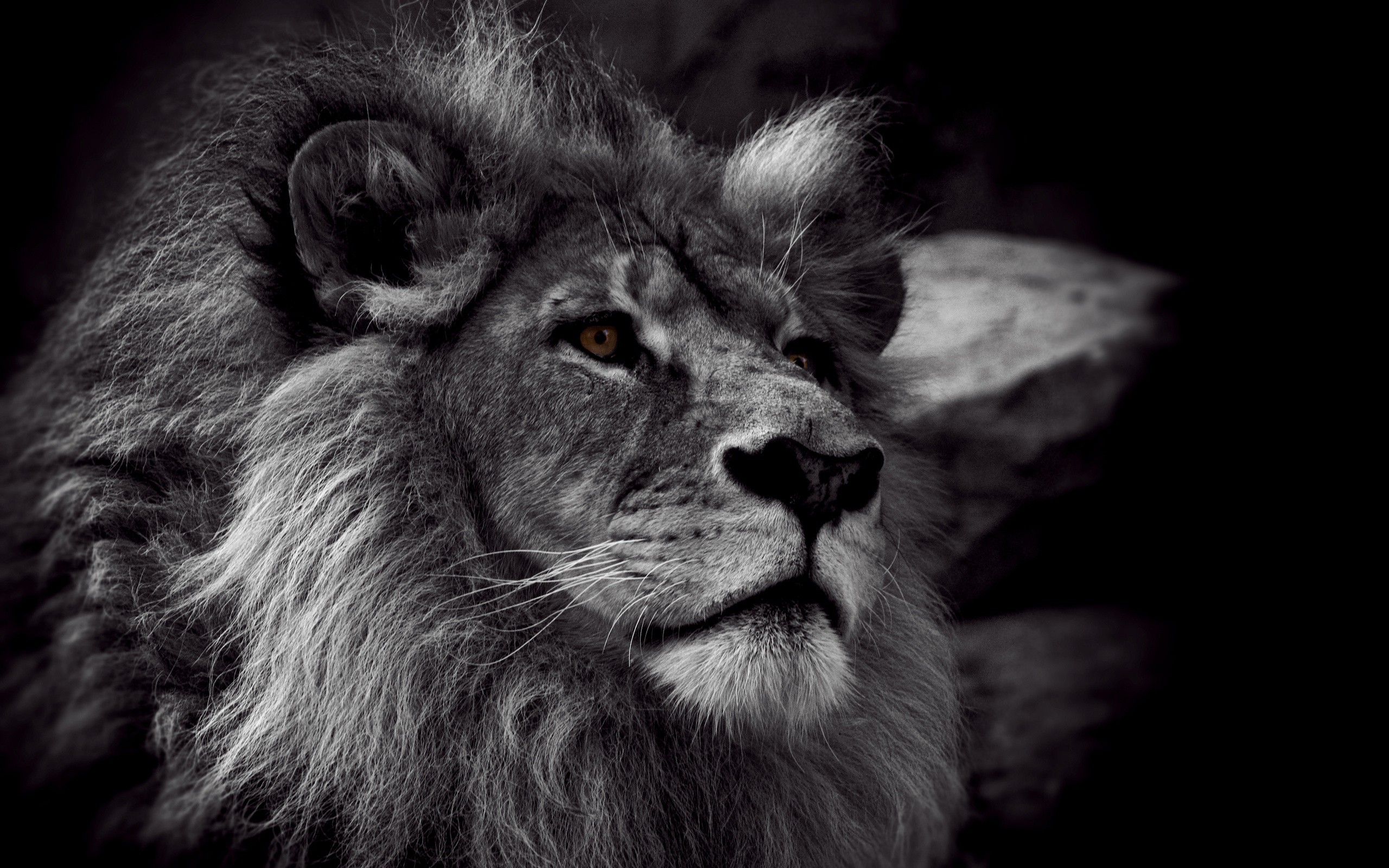 Download Black And White Lion Wallpaper Full HD Wallpapers 2560x1600