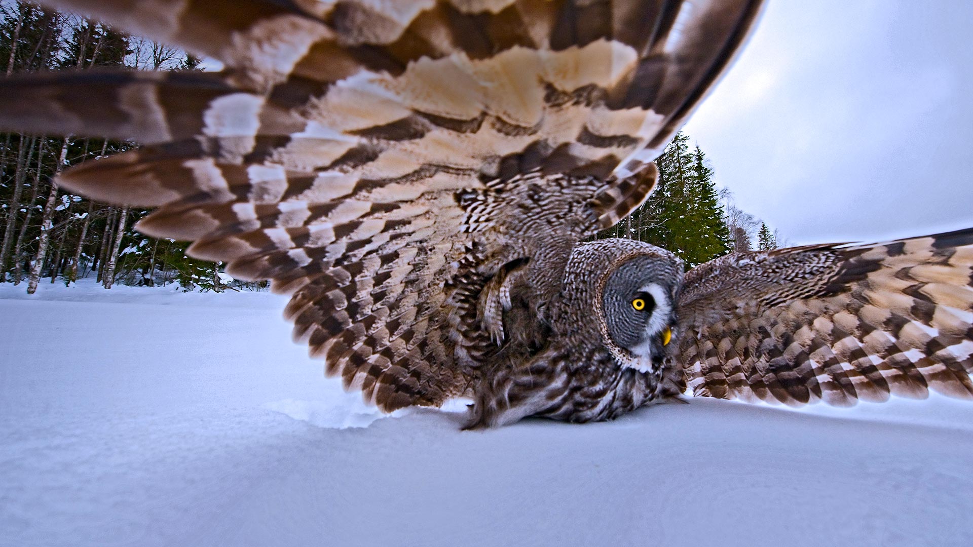 Hunting Owl Bing Wallpaper