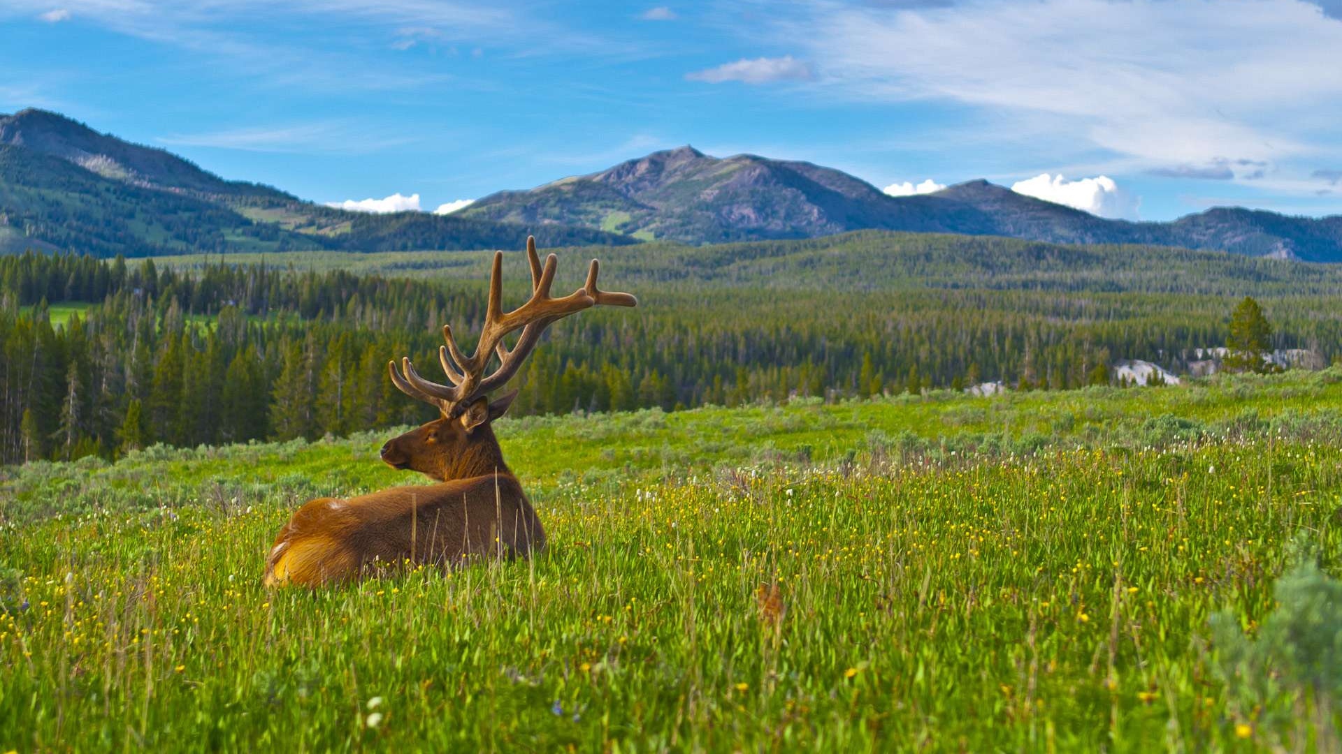 Wallpaper Deer Antlers Grass Mountains Landscape Full HD