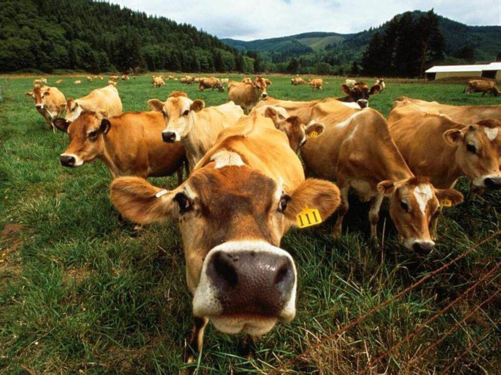 Funny Fat Cows Wallpaper Desktop Animal