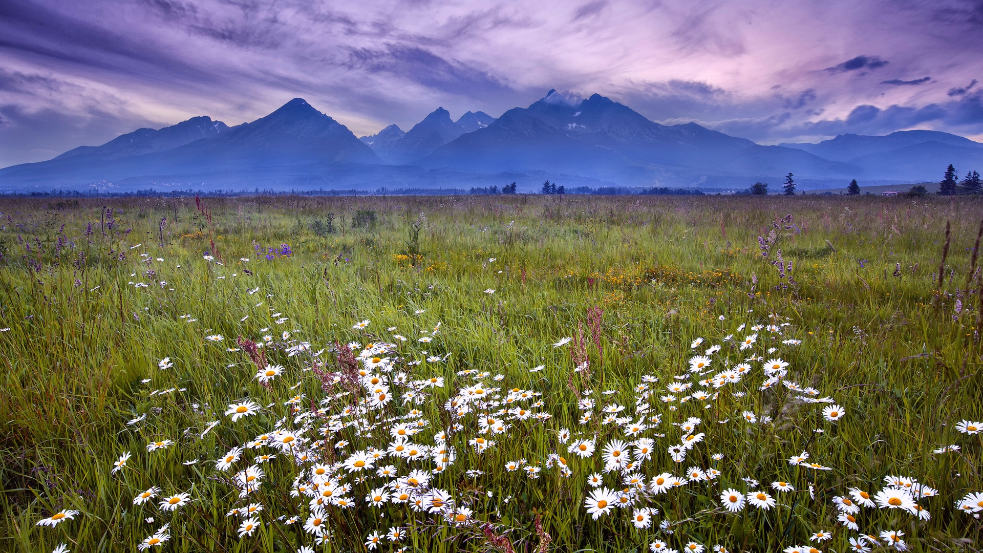 Slovakia Tatra Mountains Grass Flowers Wallpaper Widescreen