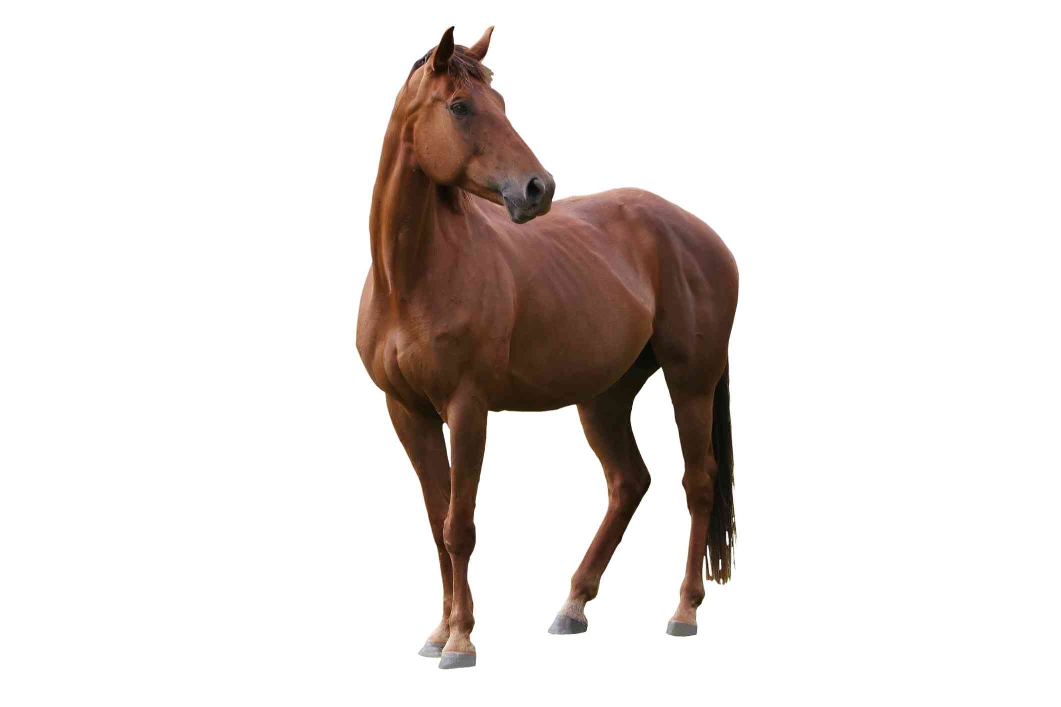Pix For Horse White Background 2121x1414