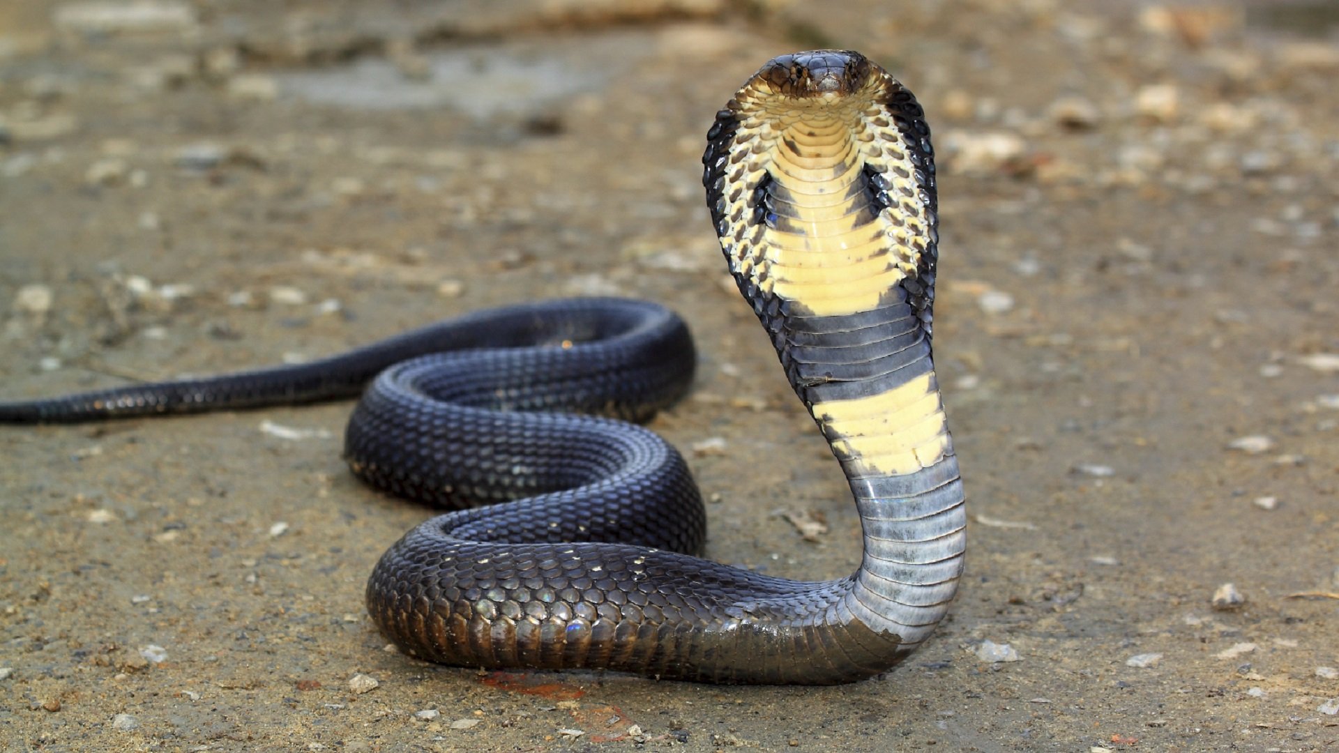 King Cobra Snake Wallpaper