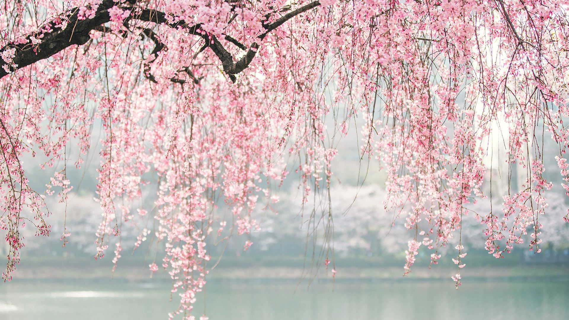 Wallpaper Japan Cherry Blossom Tree Flowers Full