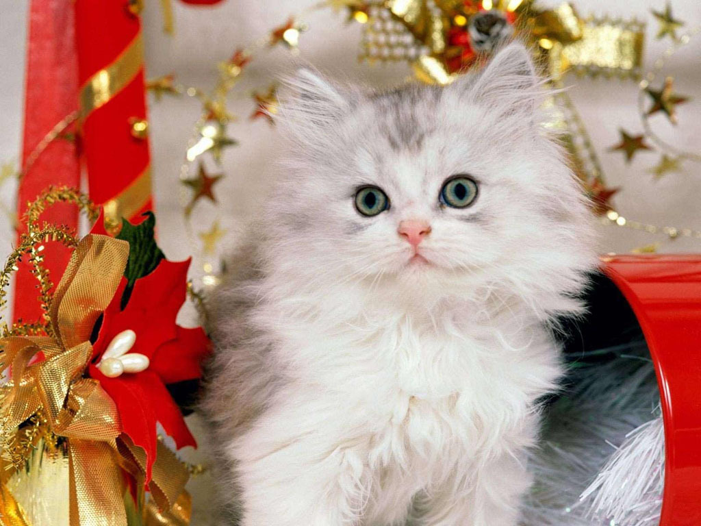 Christmas Kitties Cute Kittens Wallpaper