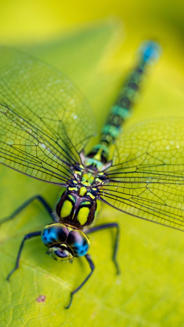 Dragonfly Wallpaper Animals Insects Leaves Wings