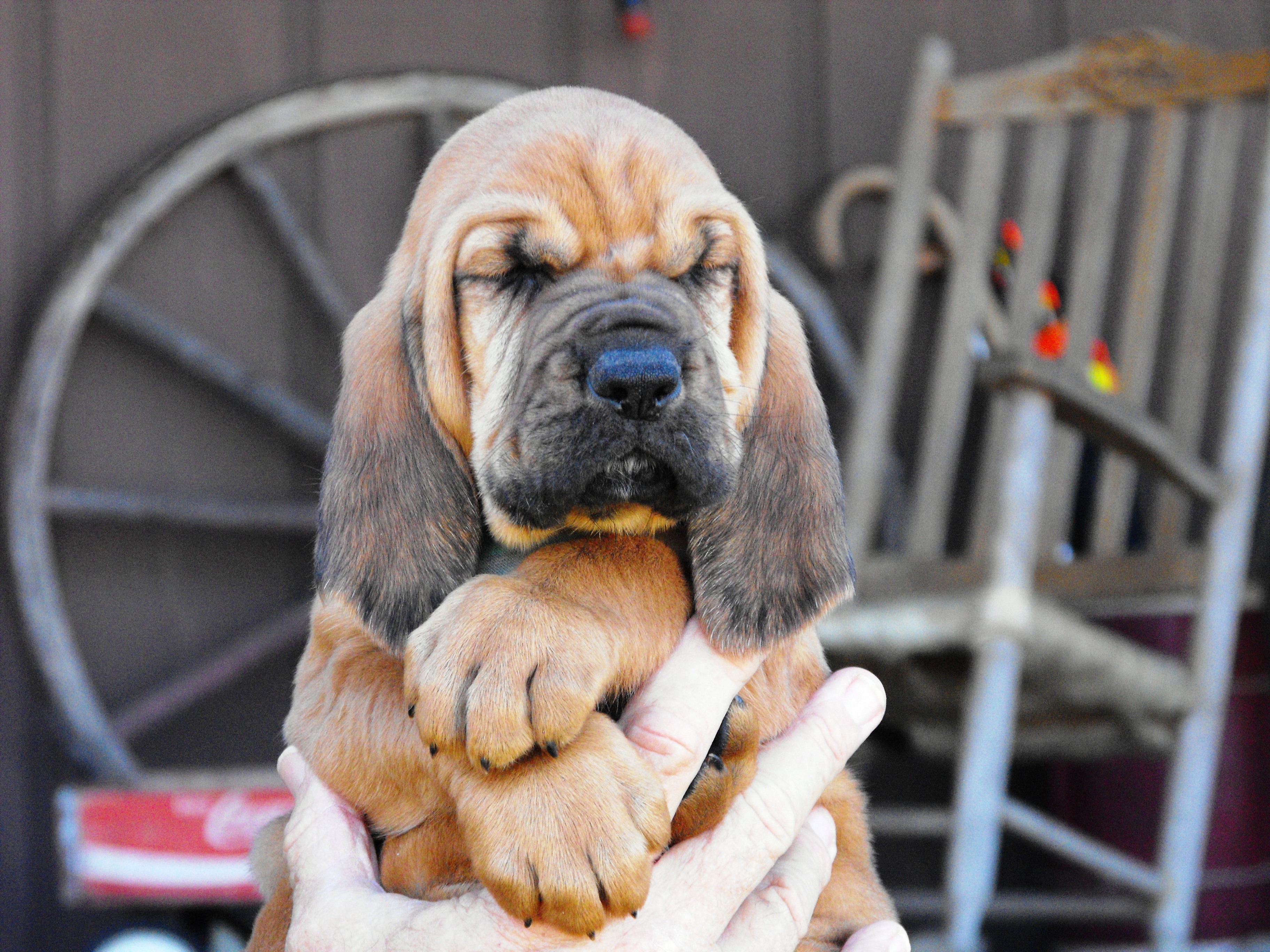 Beautiful Bloodhound Puppy In The Hands Of Owner Wallpaper And Image