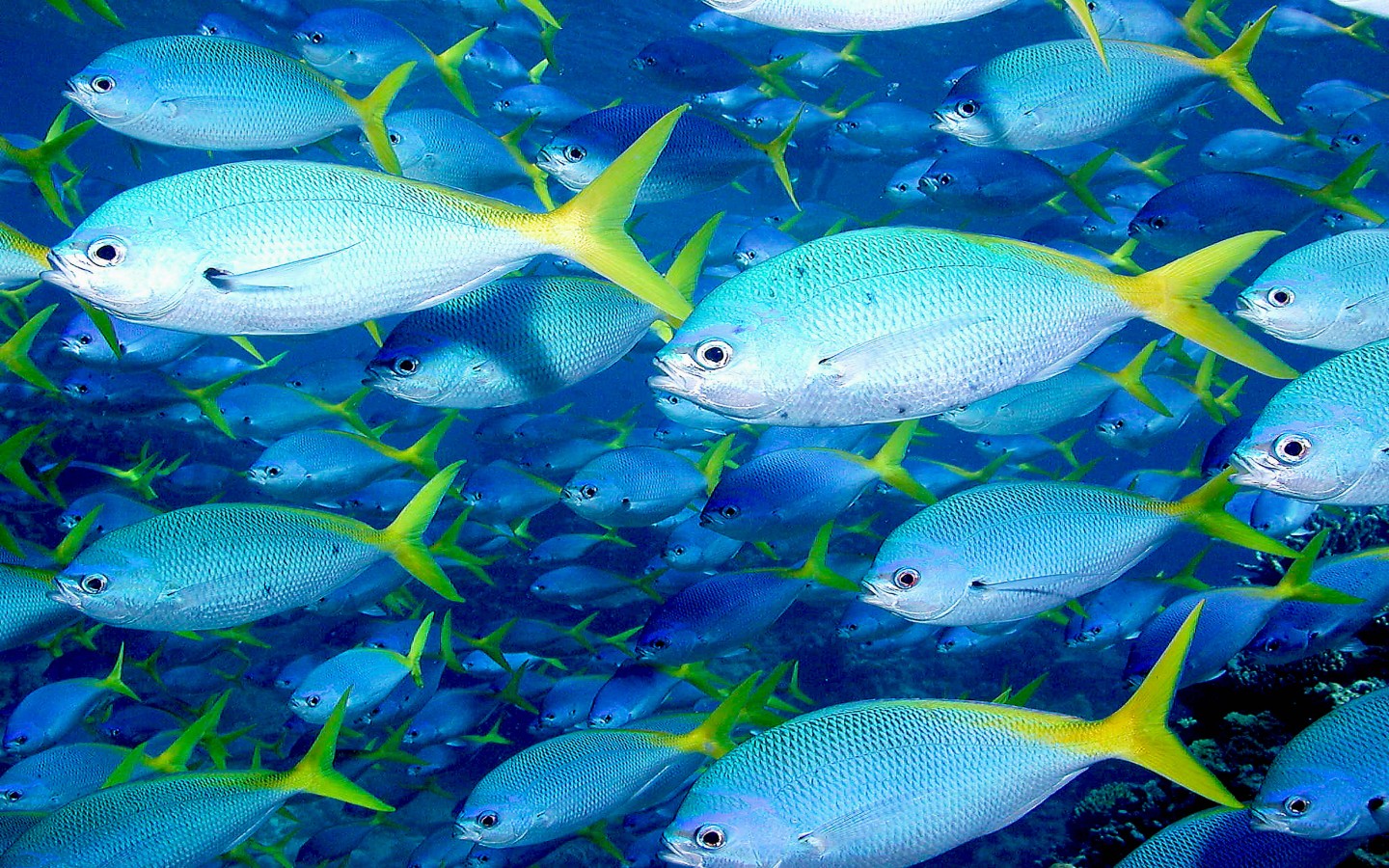 Great Barrier Reef Tropical Fish Yellow Tail Wallpaper HD