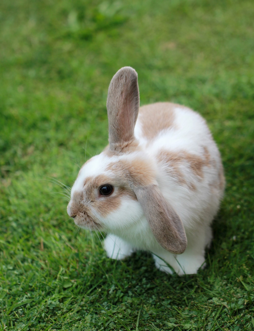 Rabbit Pictures HD Image