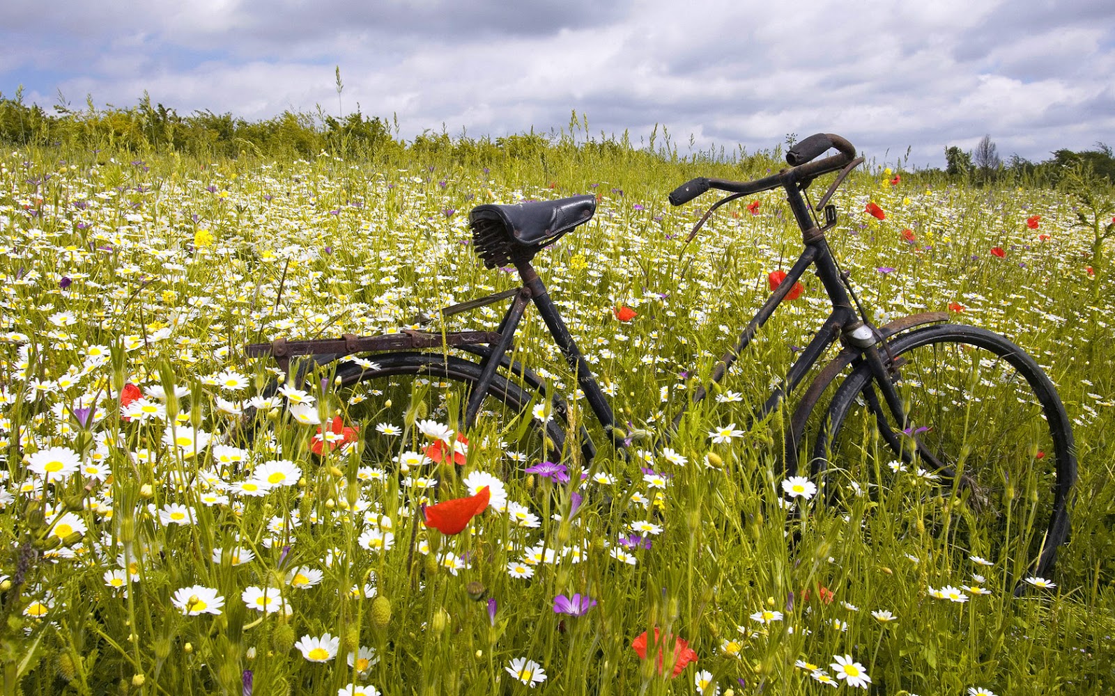 Bicycle Between Daisy Flowers HD Wallpaper Nature
