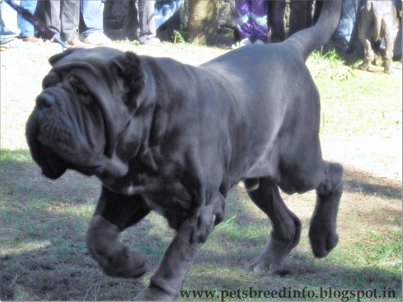 Neapolitan Mastiff Dog HD Wallpaper