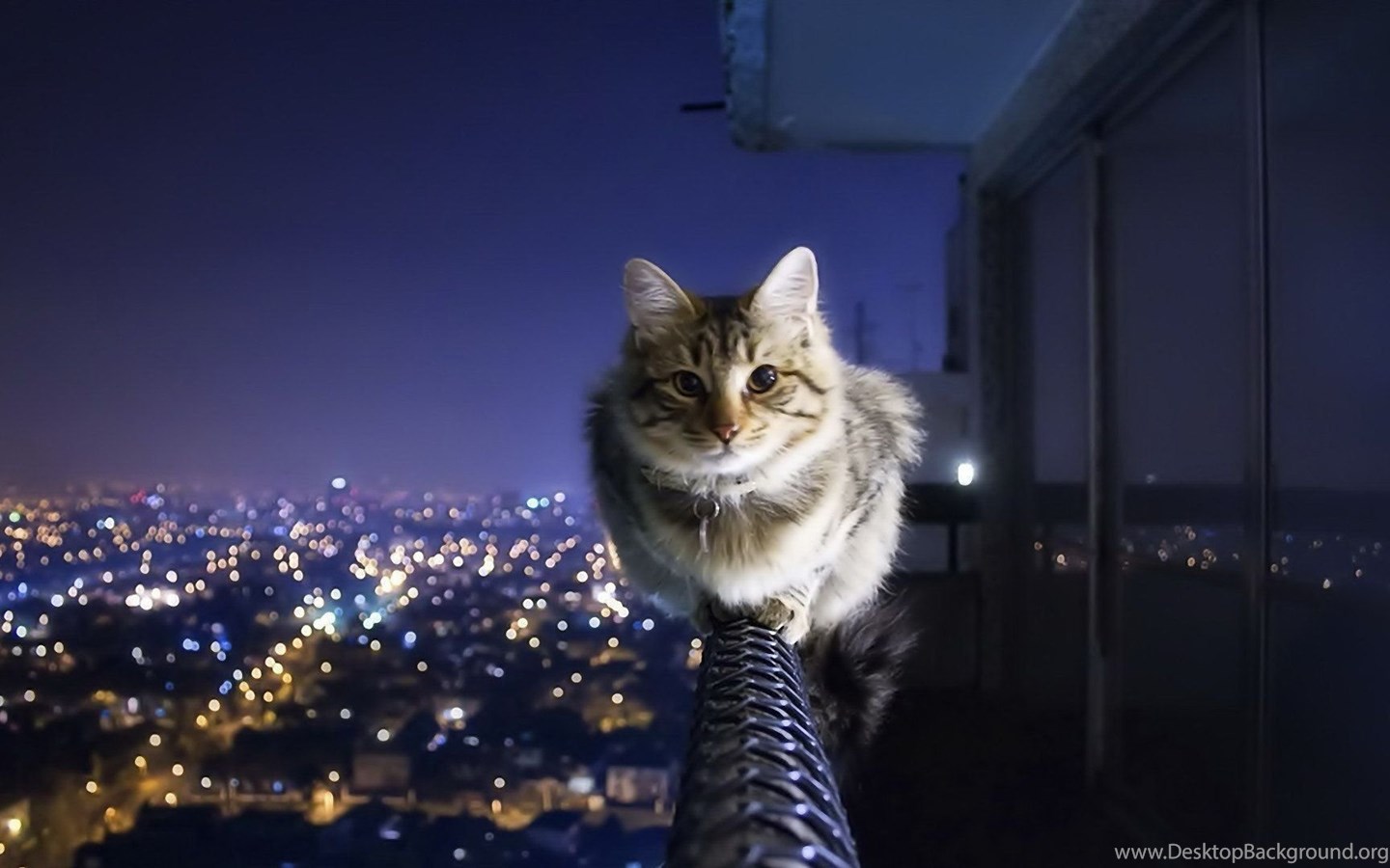 Cat Wallpaper HD Background Image FHD 4k