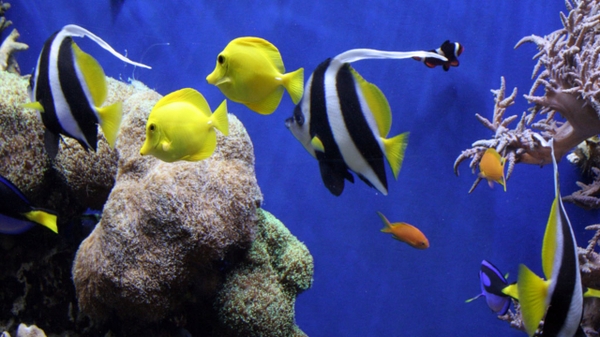 Fish Tropical Underwater Wallpaper Desktop