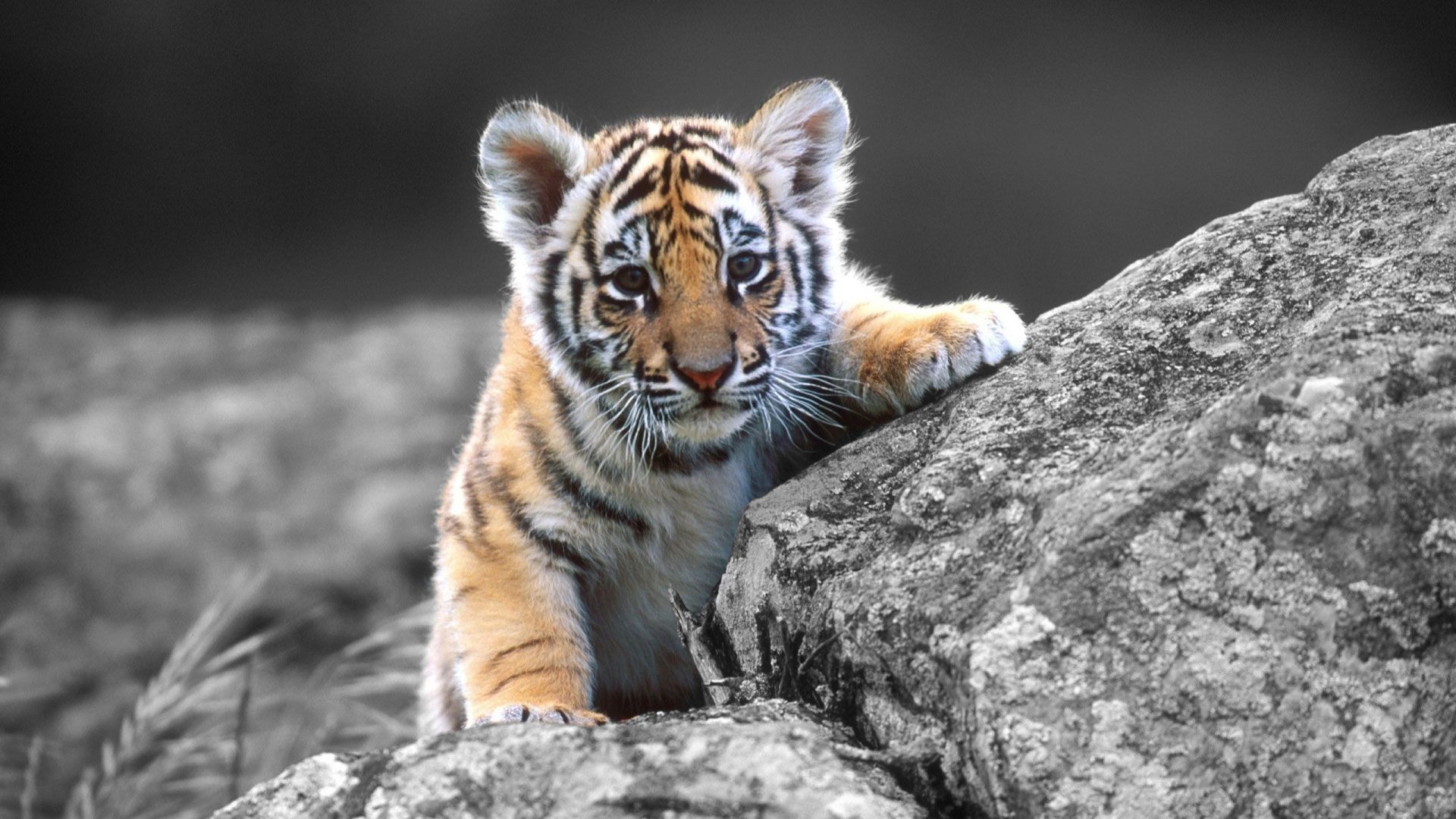 A captivating close-up of a Siberian tiger cub exploring its rocky surroundings. The cub's distinct orange and black stripes contrast beautifully with the grayscale backdrop, creating a striking visual