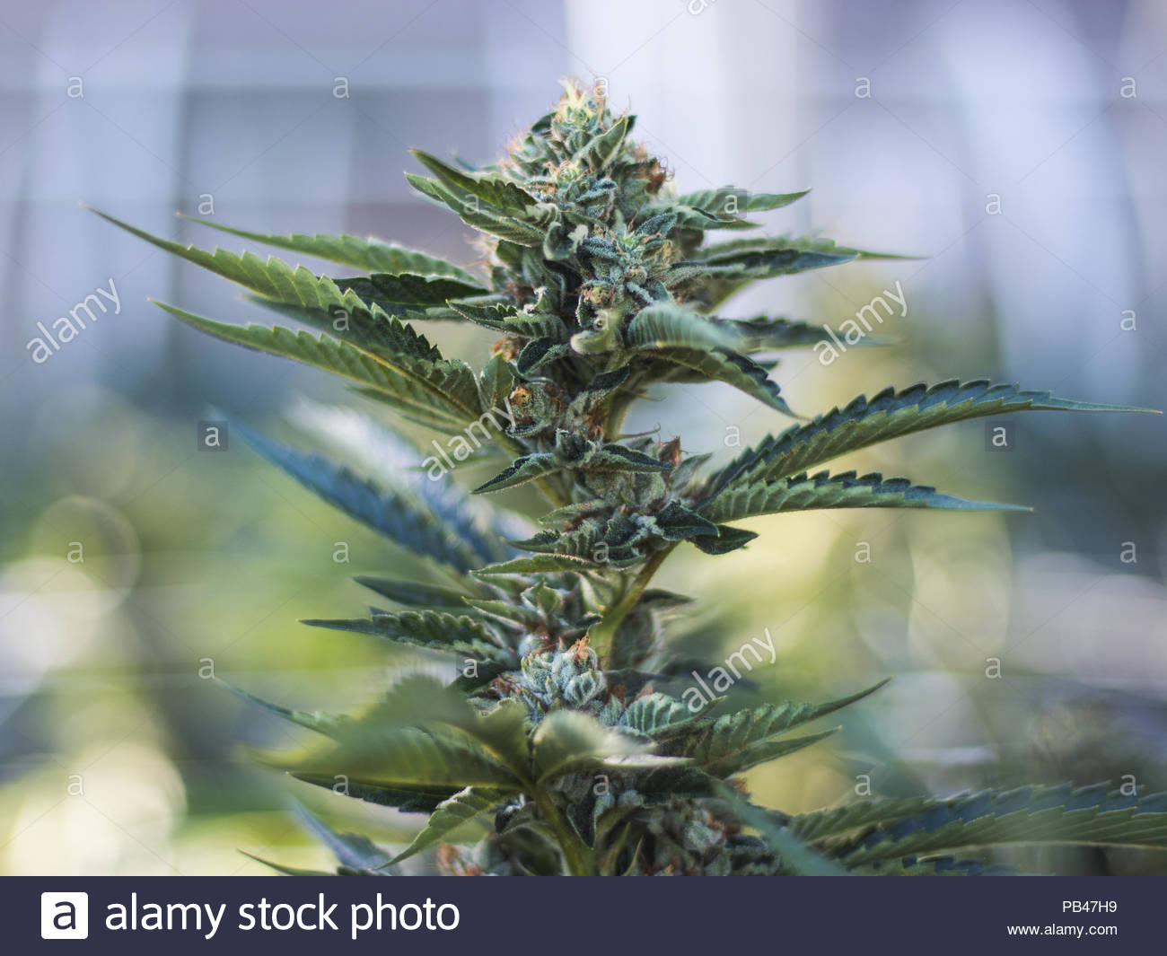 Weed Flower Growing With The Background Blur Og Kush Humboldt