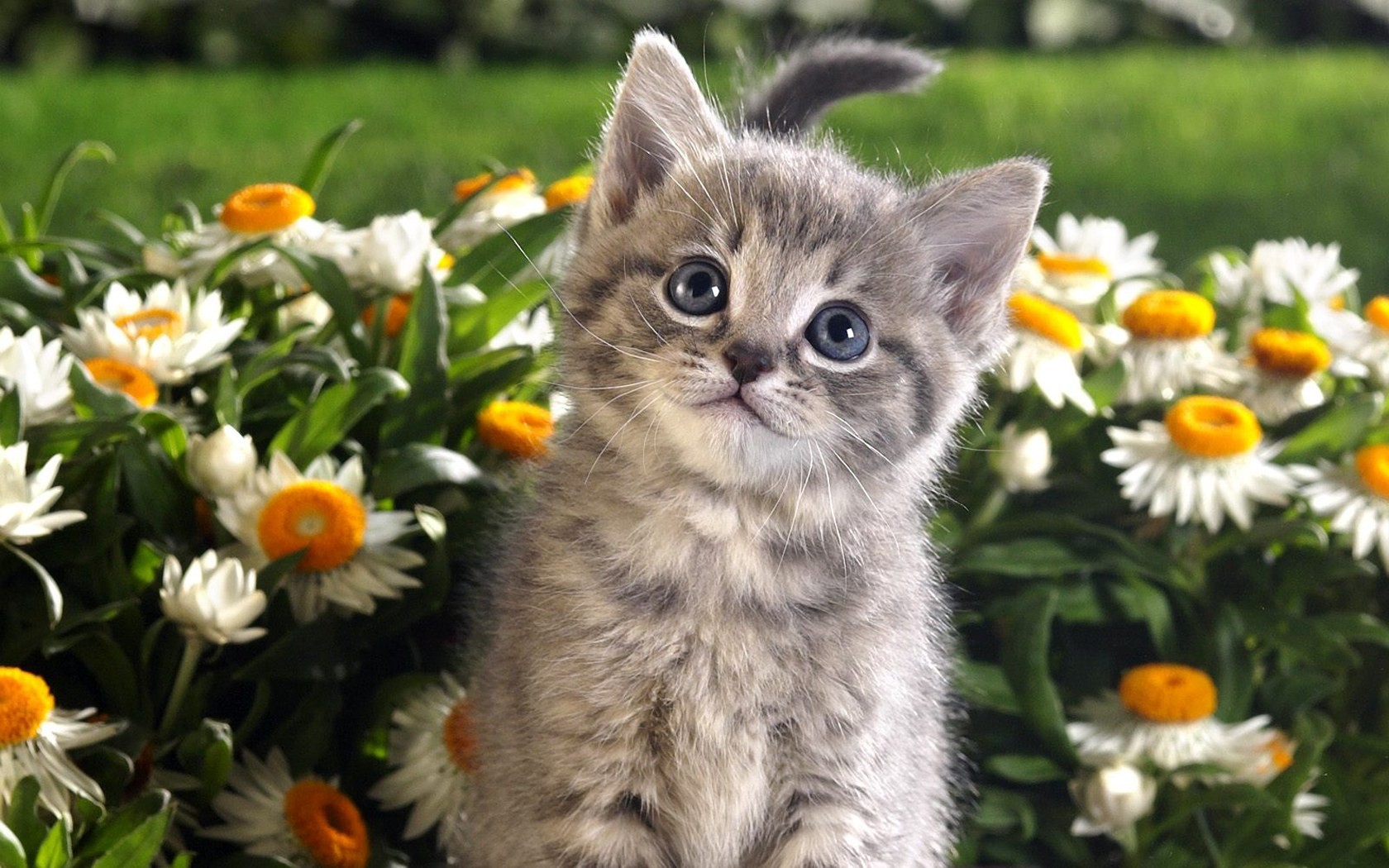 Flowers Cats Wallpaper Animals Spring