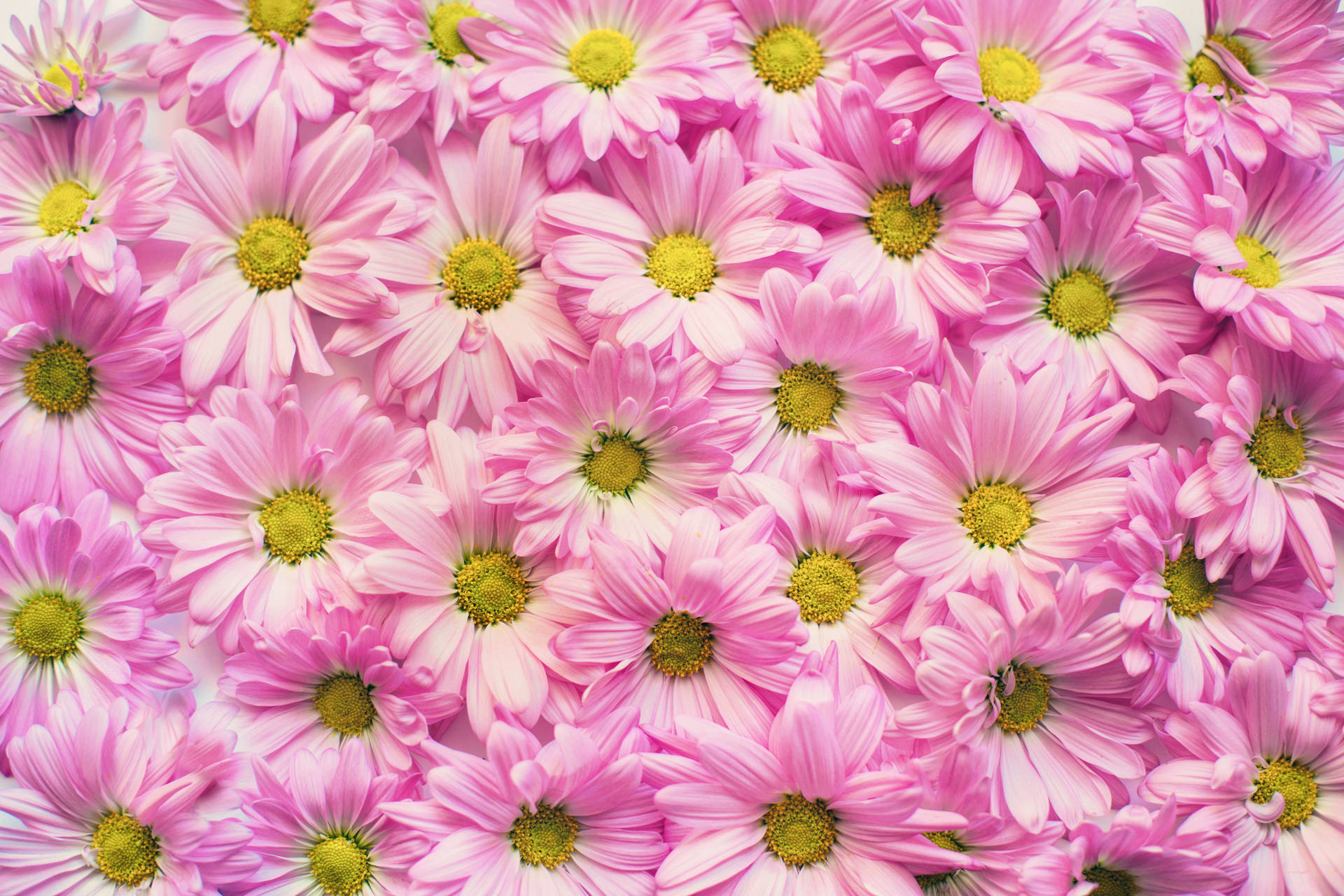 Pink Flowers Aesthetic Wallpaper