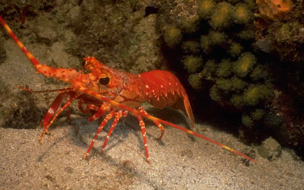 Food Lobster HD Wallpaper