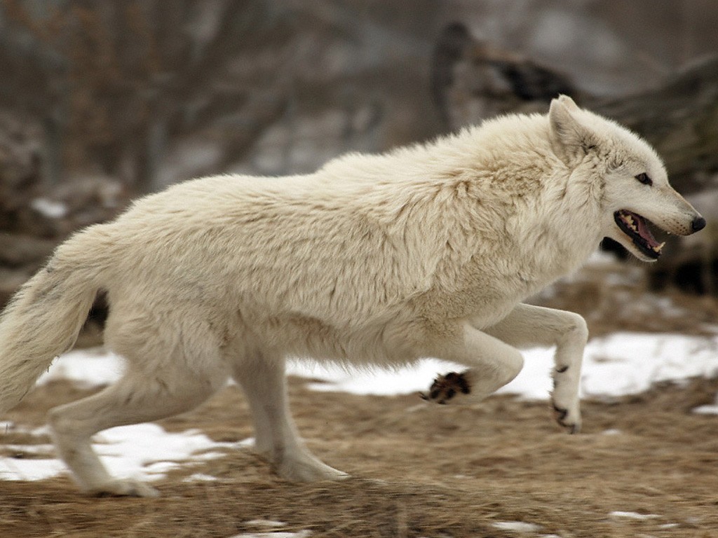White Wolf Running With Wolves In Russia Video Chainimage