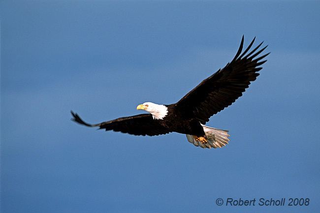 photography american bald eagle pictures flying eagle photo 8 48