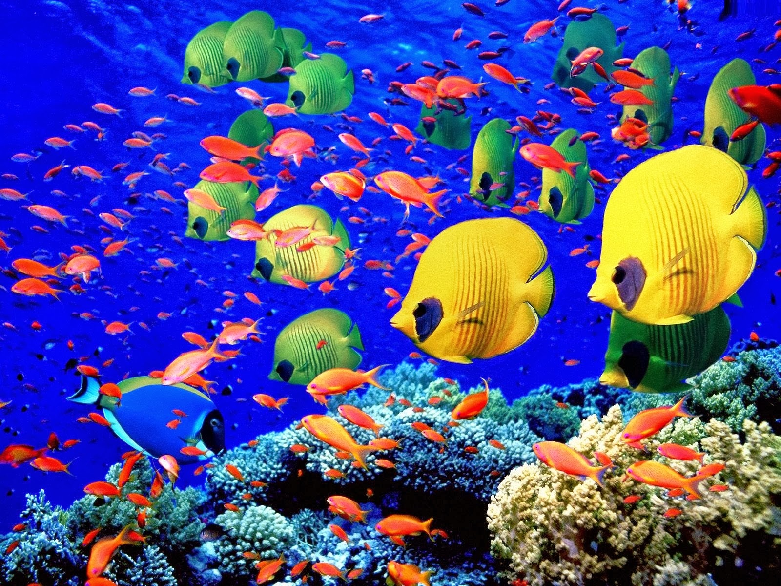 Aquarium Live Wallpaper HD APK for Android Download