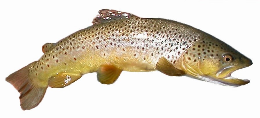 Brown Trout Photo And Wallpaper Cute Pictures
