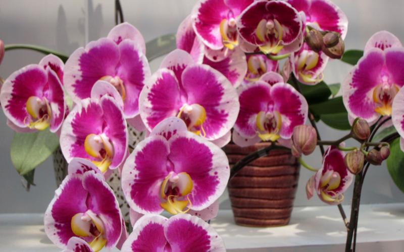 HD Beautiful Orchids Wallpaper