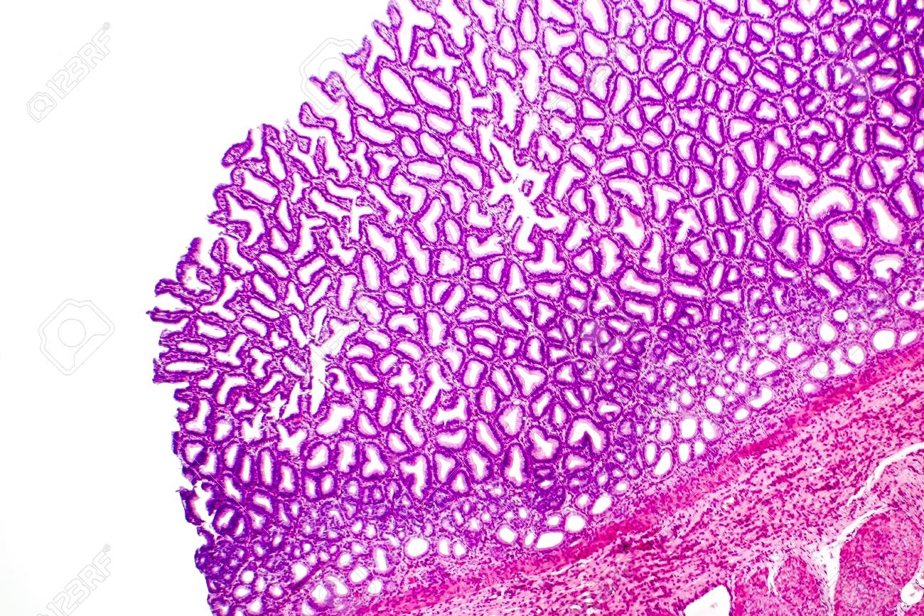 Histology Of Human Stomach Fundic Region Light Micrograph