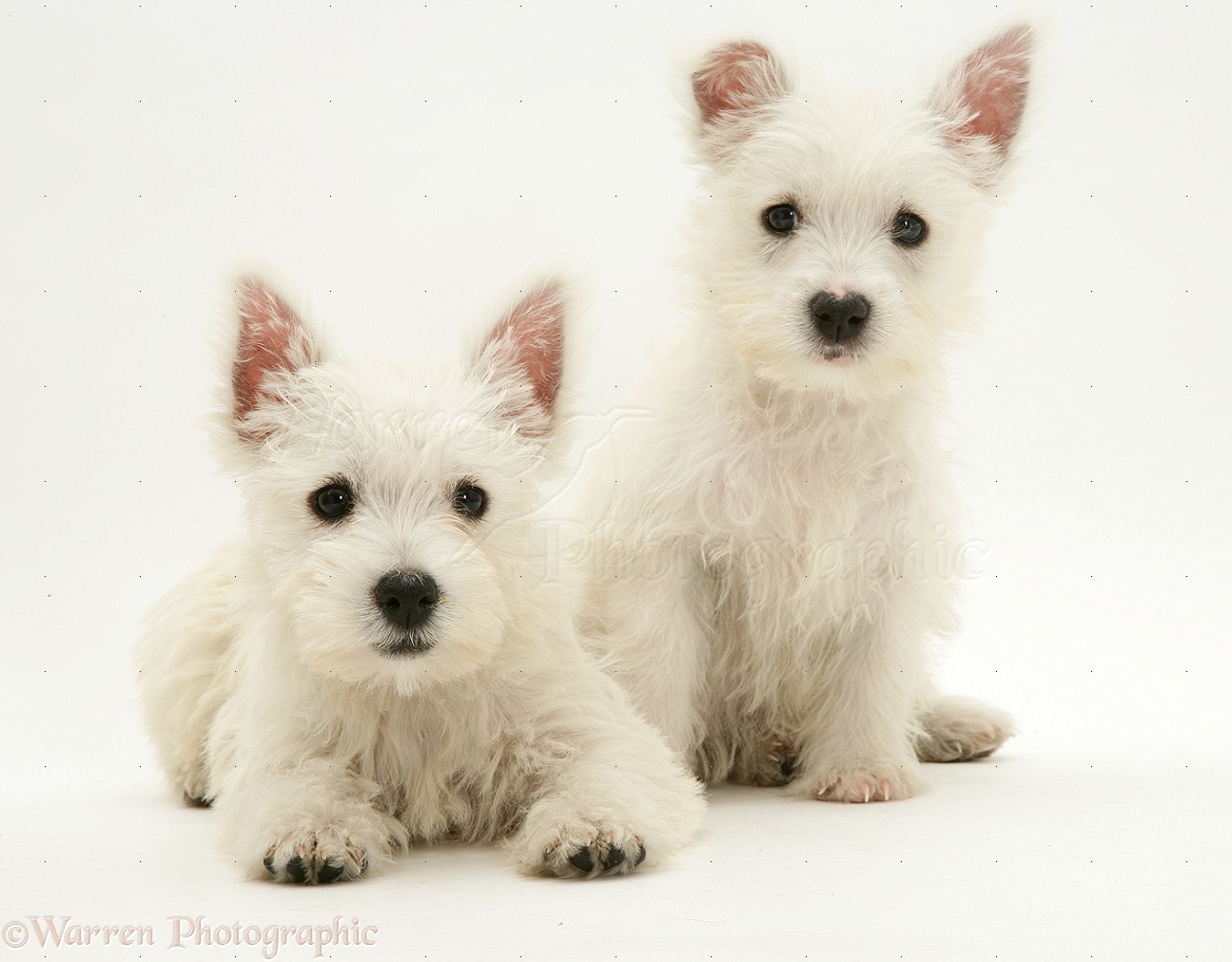 Go Back Pix For Cute West Highland White Terrier Puppies