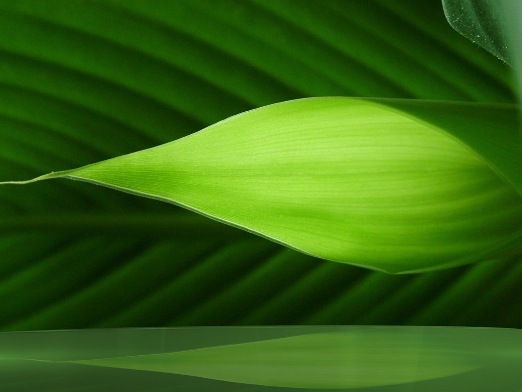 Abstract Nature Wallpaper Leaves