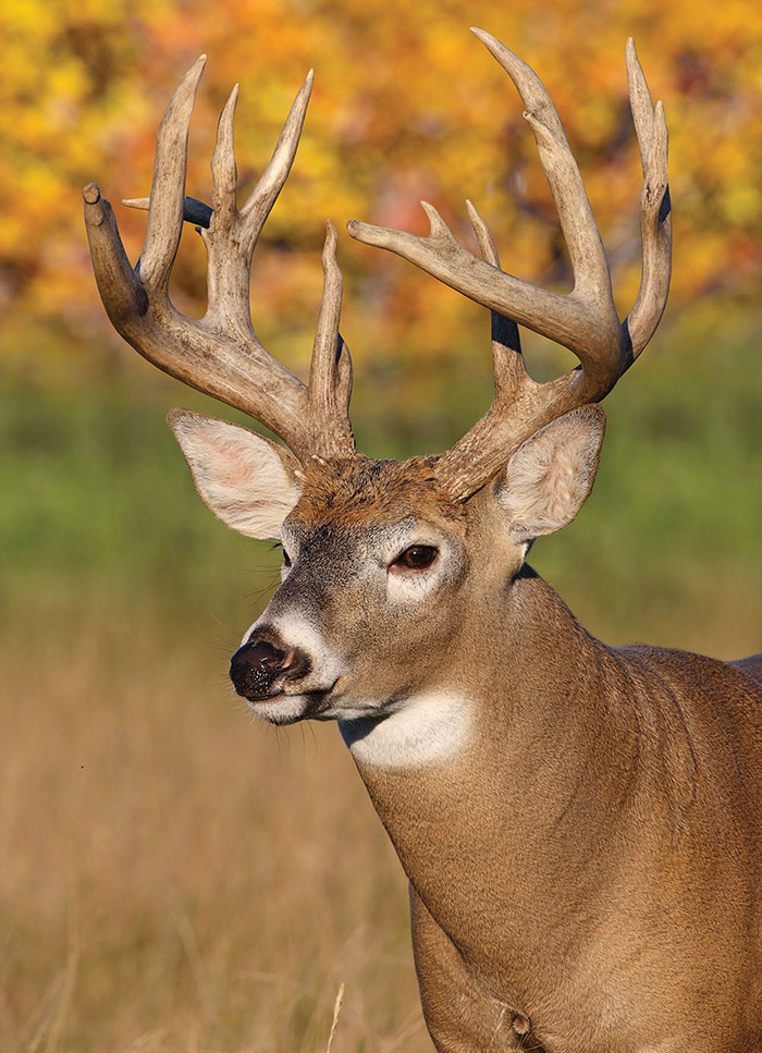 Monster Whitetail Deer Buck Bucks Big