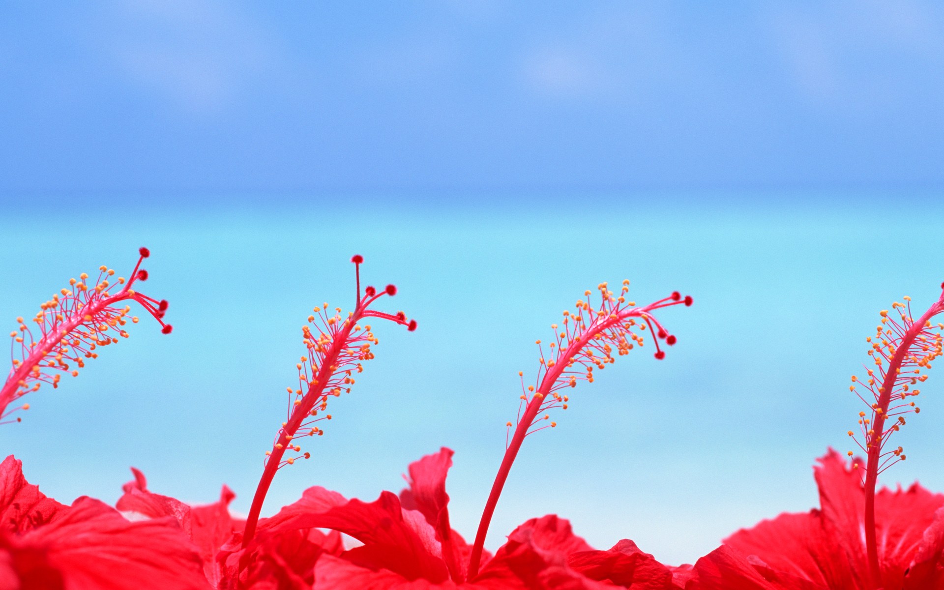 Maldives Hibiscus Flowers Desktop Pc And Mac Wallpaper