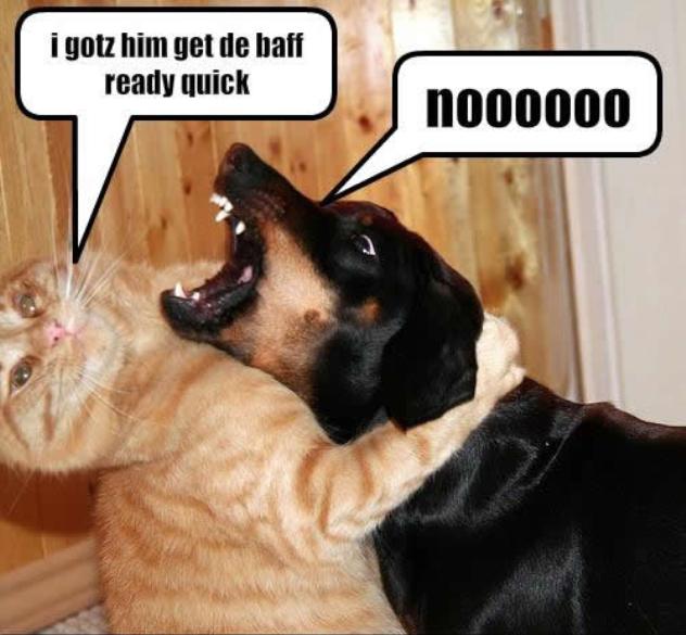 Funny Dogs And Cats