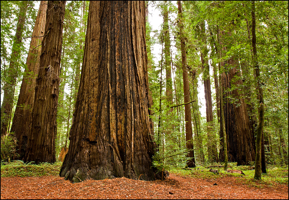 Gallery For Redwood Wallpaper