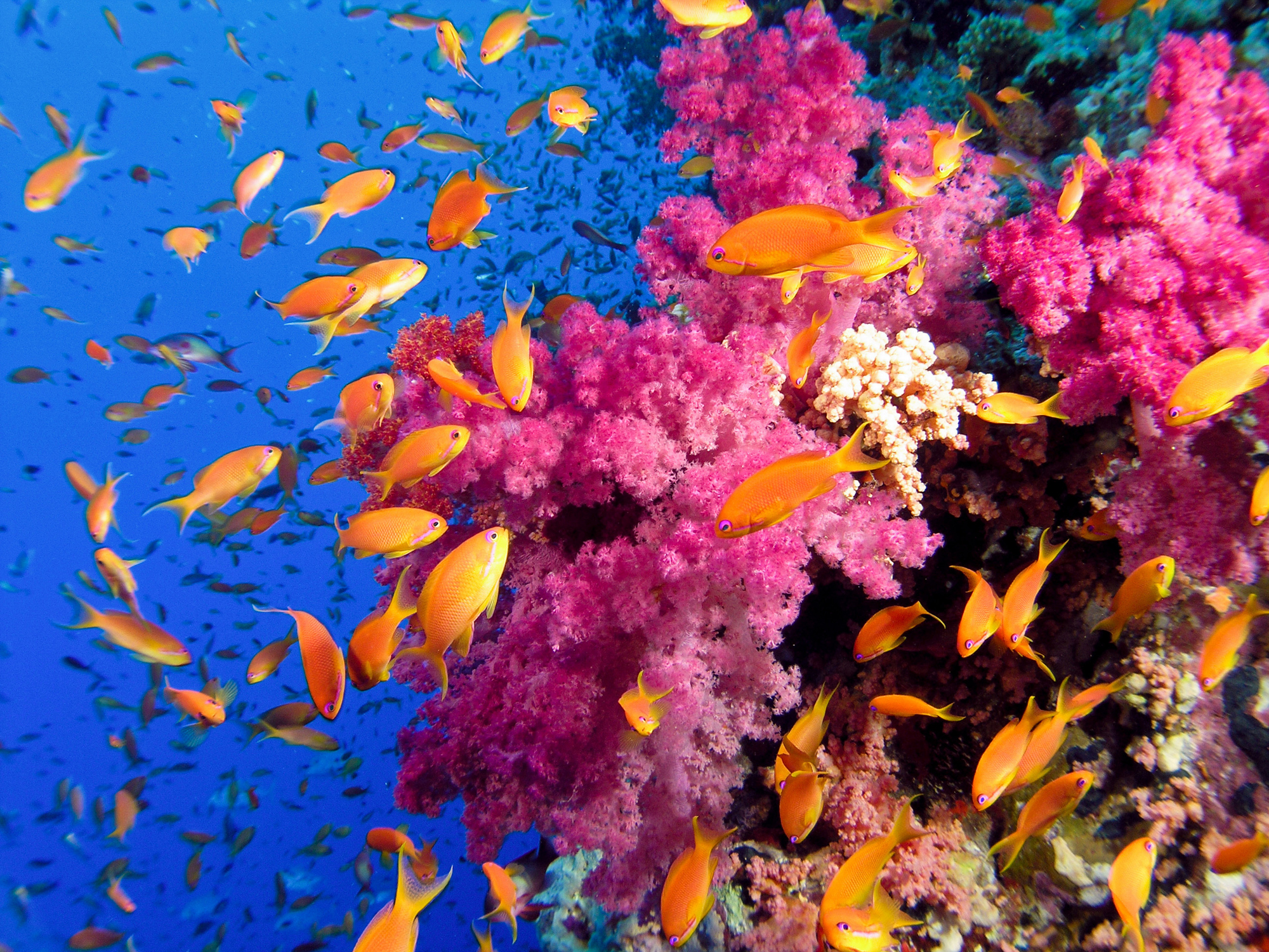 Ocean Sea Tropical Underwater Color Reef Coral School Wallpaper