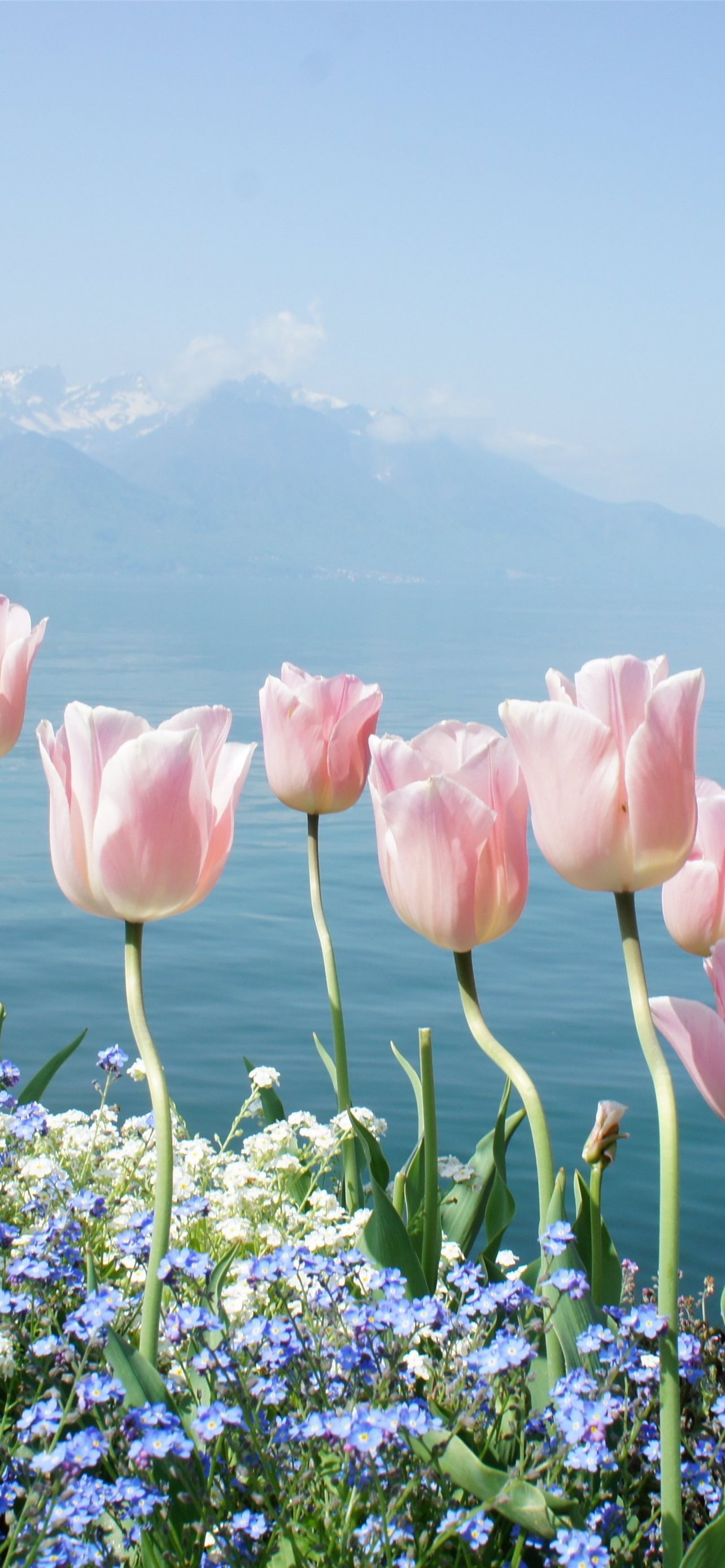 Tulip iPhone Wallpaper